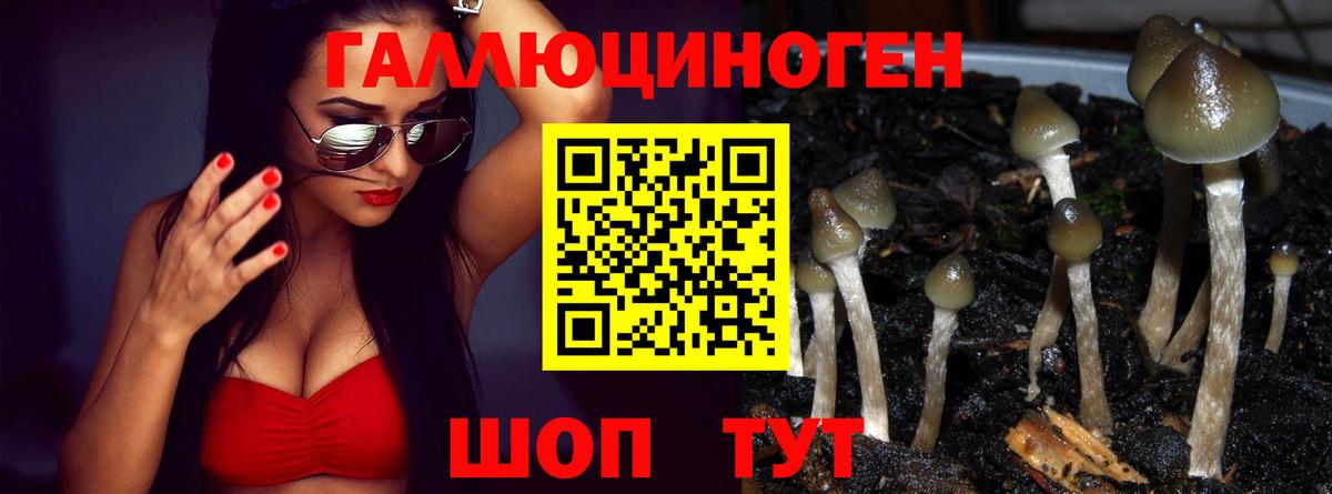где найти наркотики  Псилоцибиновые грибы Psilocybine cubensis  Новоалександровск  Вход с VPN  Галлюциногенные грибы Cubensis 